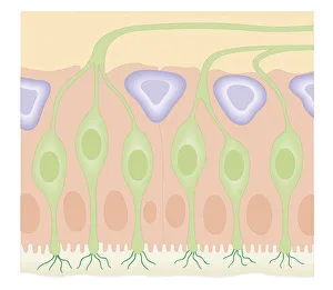 Cross section biomedical illustration of olfactory receptors in nasal cavity Cross section biomedical illustration of olfactory receptors in nasal cavity