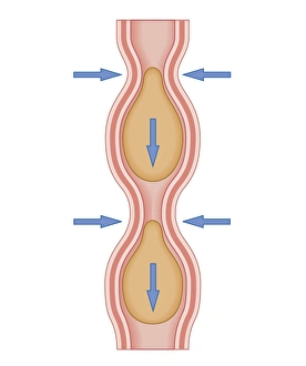 Cross section biomedical illustration of peristaltic wave Cross section biomedical illustration of peristaltic wave