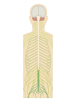Cross section biomedical illustration of spinal nerves Cross section biomedical illustration of spinal nerves