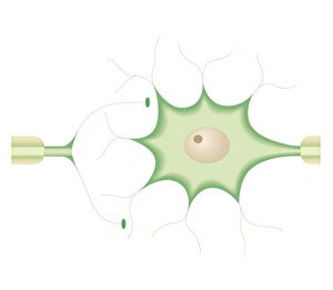 Synapse Gallery: Cross section biomedical illustration of synapses between nerve cells