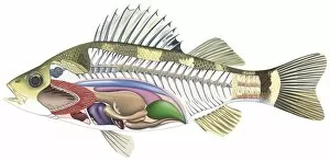 Images Dated 30th March 2006: Cross-section diagram of a bony fish illustrating skeleton and internal organs, side view