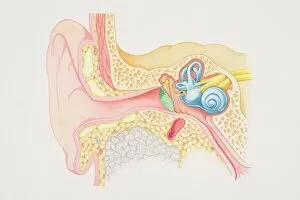 Nerve Gallery: Cross-section diagram of the human ear