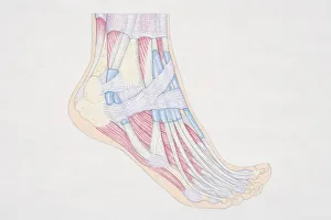 Cross-section diagram of human foot, side view Cross-section diagram of human foot, side view