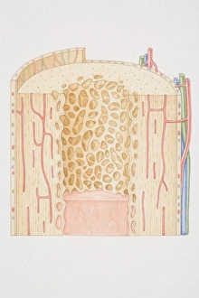 Cross-section diagram of a human long bone Cross-section diagram of a human long bone