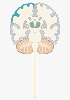 Cross section digital illustration of brain highlighting cerebral cortex, thalamus Cross section digital illustration of brain highlighting cerebral cortex, thalamus