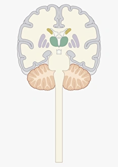 Cross section digital illustration of human brain showing caudate nucleus, putamen Cross section digital illustration of human brain showing caudate nucleus, putamen