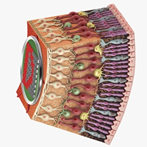 Cross section digital illustration of retina with futuristic retinal implant Cross section digital illustration of retina with futuristic retinal implant