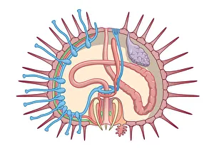 Cross section digital illustration of Sea Urchin showing gonads, intestine Cross section digital illustration of Sea Urchin showing gonads, intestine