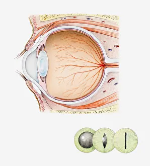 Cross section iIllustration of eye of domestic cat with inset illustrations of green iris Cross section iIllustration of eye of domestic cat with inset illustrations of green iris