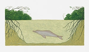 Cross section illustration of Amazon River Dolphin (Inia geoffrensis) Cross section illustration of Amazon River Dolphin (Inia geoffrensis)