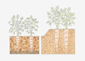 Cross section illustration of carrots growing in deep beds where roots reach deeper into Cross section illustration of carrots growing in deep beds where roots reach deeper into