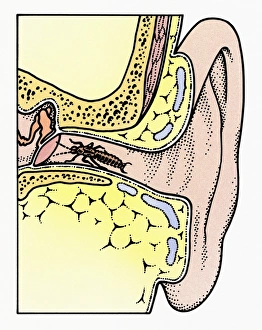 Cross section illustration of Common Earwig (Forficula auricularia) in auditory canal of ear Cross section illustration of Common Earwig (Forficula auricularia) in auditory canal of ear