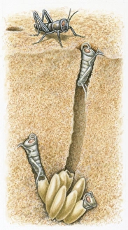 Cross section illustration of female locust with nymphs digging their way out of burrow Cross section illustration of female locust with nymphs digging their way out of burrow