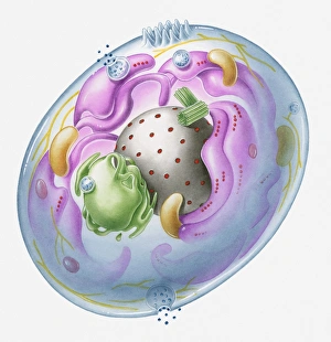 Cross section illustration of generalised human cell with major organelles Cross section illustration of generalised human cell with major organelles