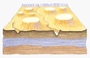 Cross section illustration of the Grand Canyon as it might have looked thousands of years Cross section illustration of the Grand Canyon as it might have looked thousands of years
