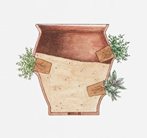 Cross section illustration herbs growing out of the side of plant pot at an angle Cross section illustration herbs growing out of the side of plant pot at an angle