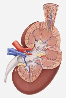 Cross section illustration of human kidney Cross section illustration of human kidney