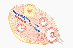 Cross section illustration of human ovary Cross section illustration of human ovary