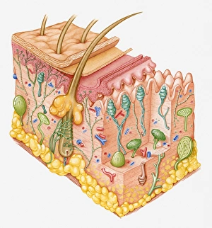 Cross section illustration of human skin showing touch receptor nerves Cross section illustration of human skin showing touch receptor nerves
