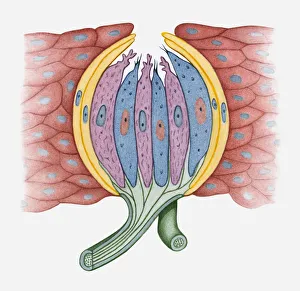 Cross section illustration of human taste bud Cross section illustration of human taste bud