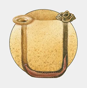 Cross section illustration of Lugworm in U-shaped burrow Cross section illustration of Lugworm in U-shaped burrow