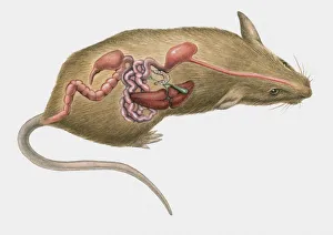 Cross section illustration of mouse internal organs Cross section illustration of mouse internal organs