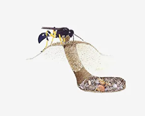 Cross section illustration of Mud Dauber (Sceliphron caementarium Cross section illustration of Mud Dauber (Sceliphron caementarium