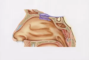 Images Dated 14th January 2009: Cross-section illustration of nasal cavity, nasal epithelium, and smell receptors (Olfaction)