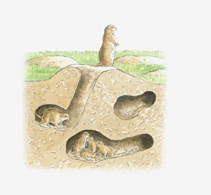 Cross section illustration of Prairie Dog burrow with tunnels and family in chamber Cross section illustration of Prairie Dog burrow with tunnels and family in chamber
