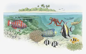 Cross section illustration of scuba diver swimming near coral reef Cross section illustration of scuba diver swimming near coral reef