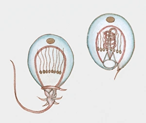 Cross section illustration showing how a jellyfish stings Cross section illustration showing how a jellyfish stings