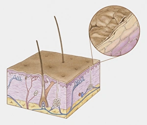 Cross section illustration of structure of human skin Cross section illustration of structure of human skin