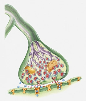 Synapse Gallery: Cross section illustration of Synapse