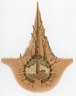 Cross section illustration of termite nest and mound showing chambers, and fungi mould Cross section illustration of termite nest and mound showing chambers, and fungi mould