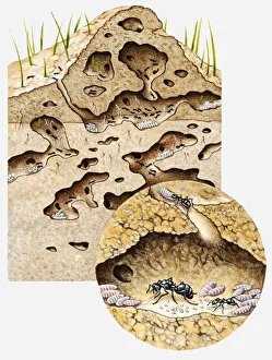 Cross-section illustration of tunnel system inside nest of Black garden ant (Lasius niger) Cross-section illustration of tunnel system inside nest of Black garden ant (Lasius niger)