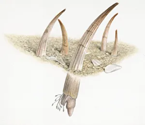 Cross section illustration of tusk shells partly buried in sand Cross section illustration of tusk shells partly buried in sand