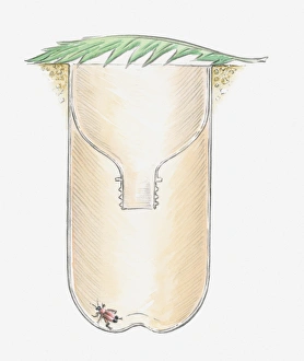 Cross section illustration of underground insect trap made from plastic bottle with leaf Cross section illustration of underground insect trap made from plastic bottle with leaf