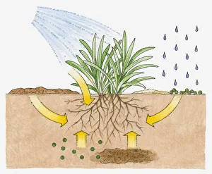 Cross section illustration of watering plant and raindrops showing roots and nutrients underground during growth Cross section illustration of watering plant and raindrops showing roots and nutrients underground during growth