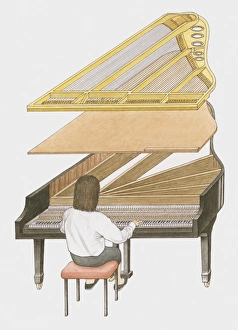 Cross section illustration of woman playing grand piano showing how sound is produced Cross section illustration of woman playing grand piano showing how sound is produced