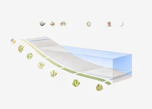 Cross section illustration of the zones of the shoreline Cross section illustration of the zones of the shoreline