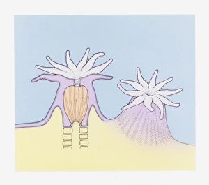絵画 anemone P J Redoute Flowers ANEMONE SIMPLEX Botanical Art Original