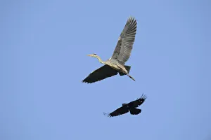 A Crow -Corvus sp.- is mobbing a Grey Heron -Ardea cinerea- in order to drive it from its A Crow -Corvus sp.- is mobbing a Grey Heron -Ardea cinerea- in order to drive it from its