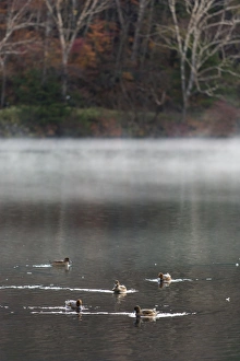 Crowd of ducks on the small lake in Nikko, Japan Crowd of ducks on the small lake in Nikko, Japan