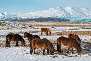 The crowd of Icelandic horses in winter season The crowd of Icelandic horses in winter season