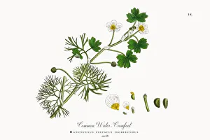 Crowfoot, Ranunculus peltatus floribundus, Victorian Botanical Illustration, 1863 Crowfoot, Ranunculus peltatus floribundus, Victorian Botanical Illustration, 1863