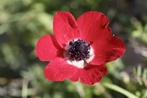 Crown Anemone, Poppy Anemone or Spanish Marigold -Anemone coronaria-, Cesme Peninsula, Izmir Province, Aegean Region Crown Anemone, Poppy Anemone or Spanish Marigold -Anemone coronaria-, Cesme Peninsula, Izmir Province, Aegean Region