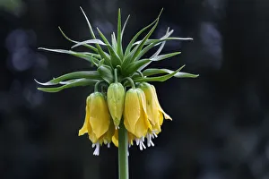 Crown Imperial -Fritillaria imperialis-, yellow flowers, Mainau, Baden-Wurttemberg, Germany Crown Imperial -Fritillaria imperialis-, yellow flowers, Mainau, Baden-Wurttemberg, Germany
