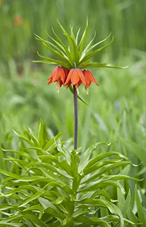 Crown Imperial Fritillary -Fritillaria imperialis Rubra-, flowering, Thuringia, Germany Crown Imperial Fritillary -Fritillaria imperialis Rubra-, flowering, Thuringia, Germany