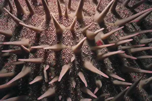 <b class=qtipBold><figcaption>Crown of Thorns Sea Star</figcaption></b><br>Jeff Rotman Underwater Photography, a0106-000123 Crown of Thorns Sea Star