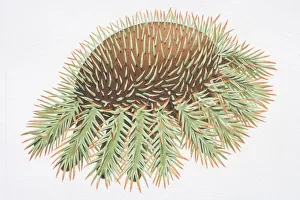 Images Dated 20th September 2006: Crown of Thorns Starfish (Acanthaster planci)
